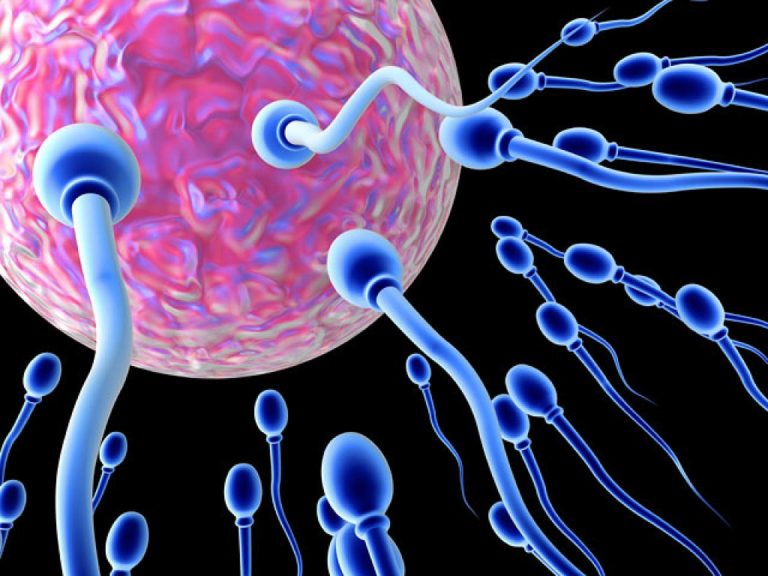 INSEMINACIÓN CON UN SIMPLE “CLICK” - Reproduccion Bilbao