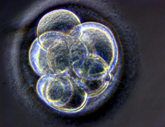 Luz verde a la manipulación genética de embriones humanos
