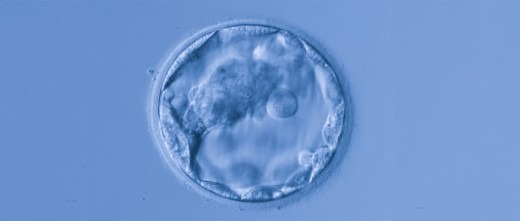cultivo-embriones