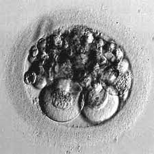 embrion-fragmentado - Reproduccion Bilbao