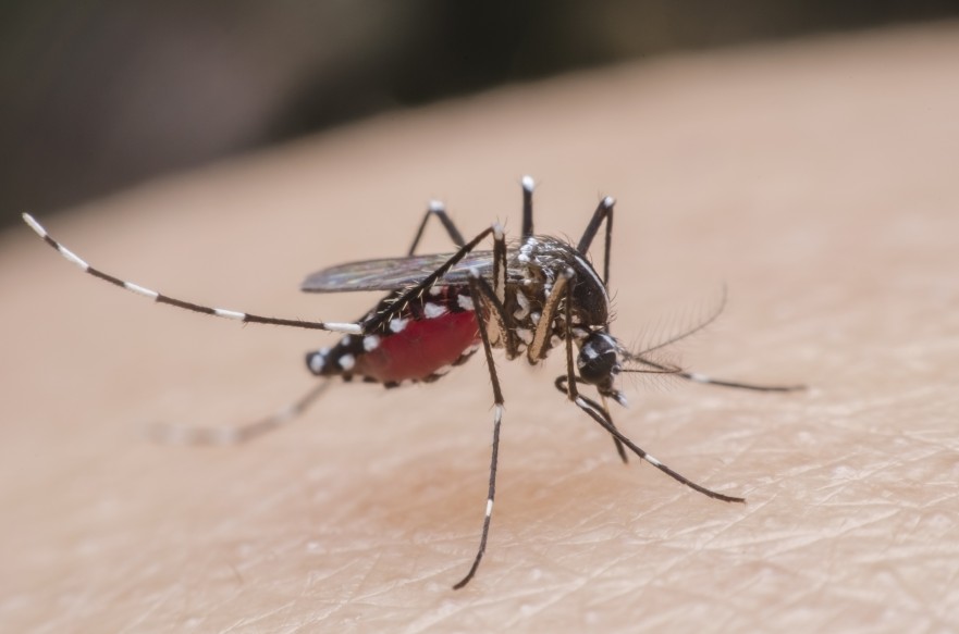 ¿Nos tenemos que preocupar por el Zika este verano